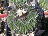 Echinofossulocactus affphyllacanthus CH 228